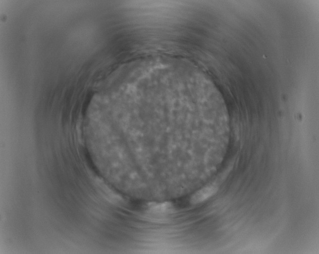 X0000076300185200610271923