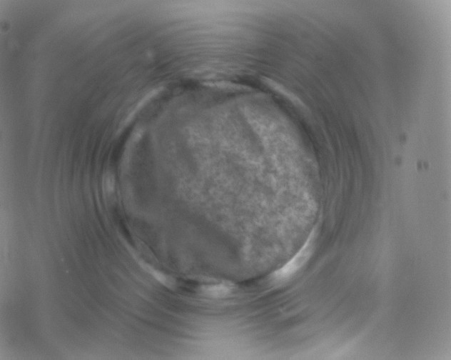 X0000076300192200610271923