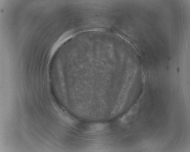 X0000076300198200610271923