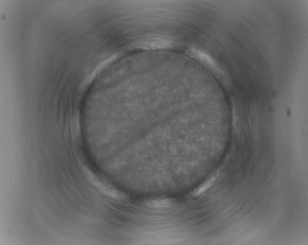 X0000076300202200610271922