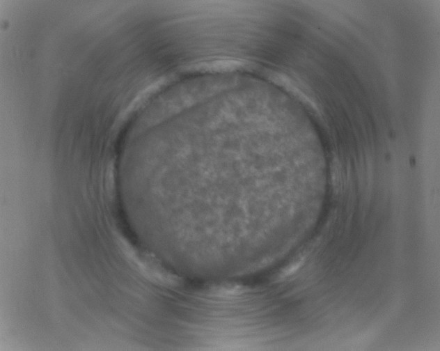 X0000076300206200610271922