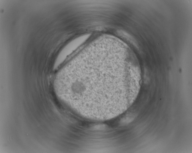 X0000076300210200610271922