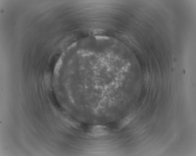 X0000076300222200610271922