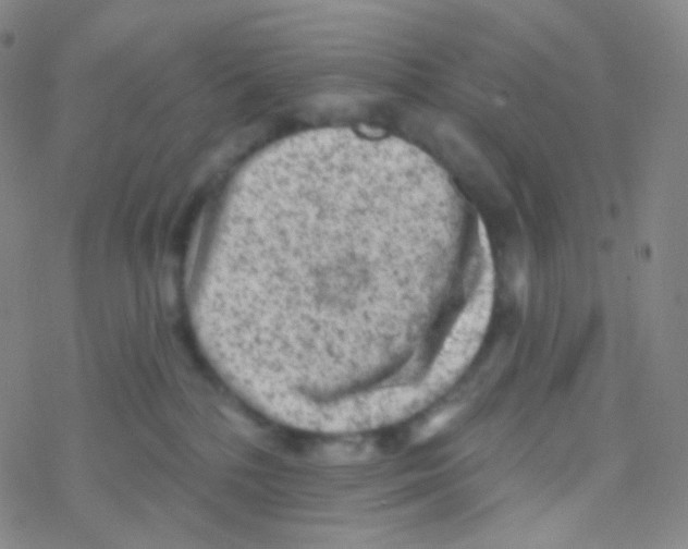 X0000076300232200610271922