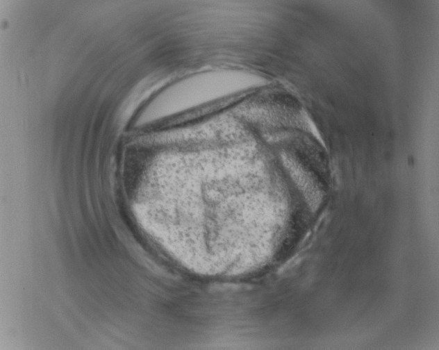 X0000076300242200610271921