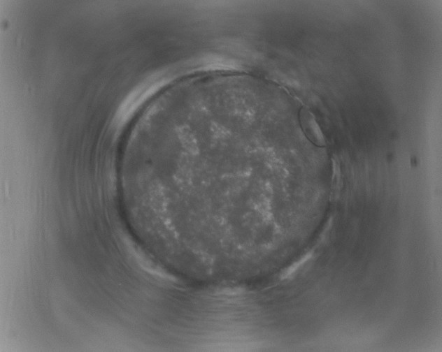 X0000076300247200610271921