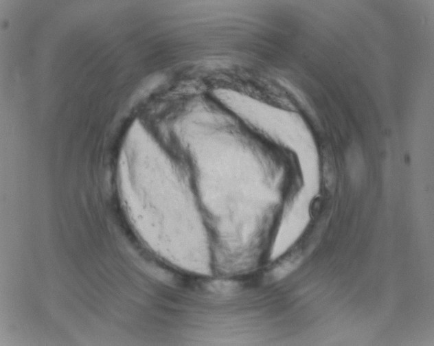 X0000076300261200610271921