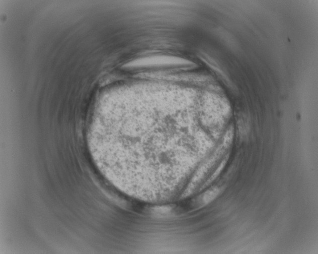 X0000076300265200610271921