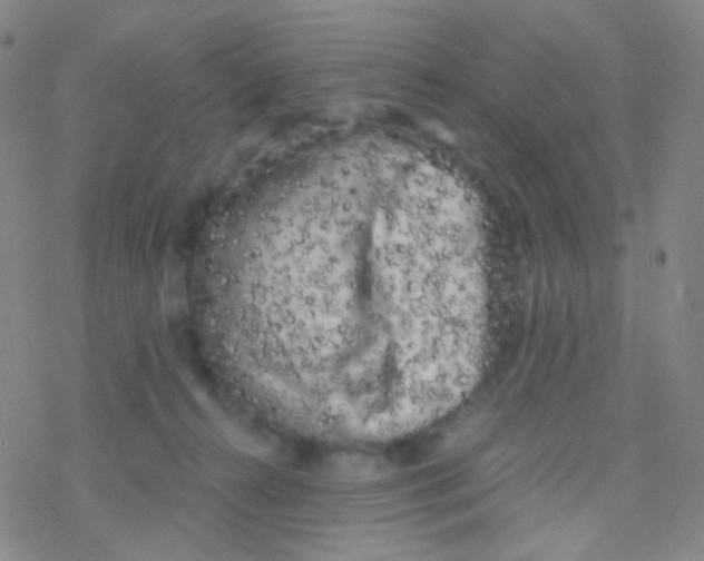 X0000076300272200610271922