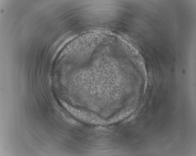 X0000076300290200610271921