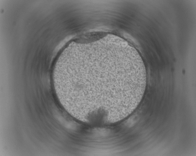 X0000076300298200610271921