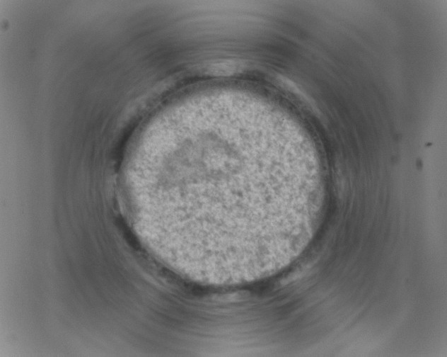 X0000076300307200610271921