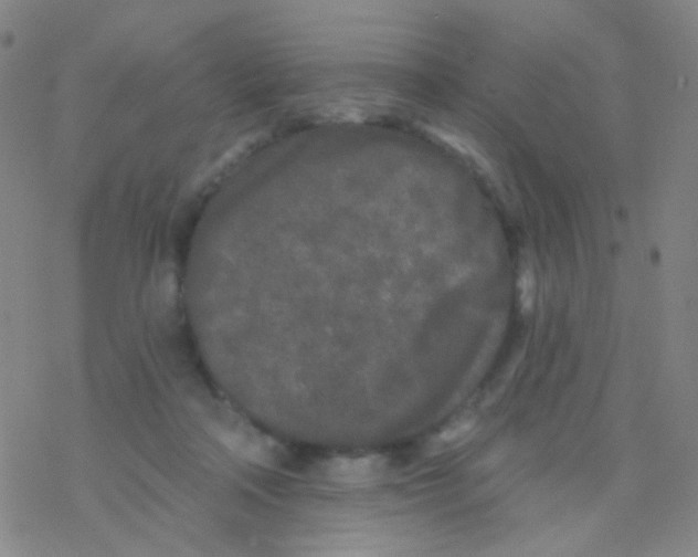 X0000076300314200610271921