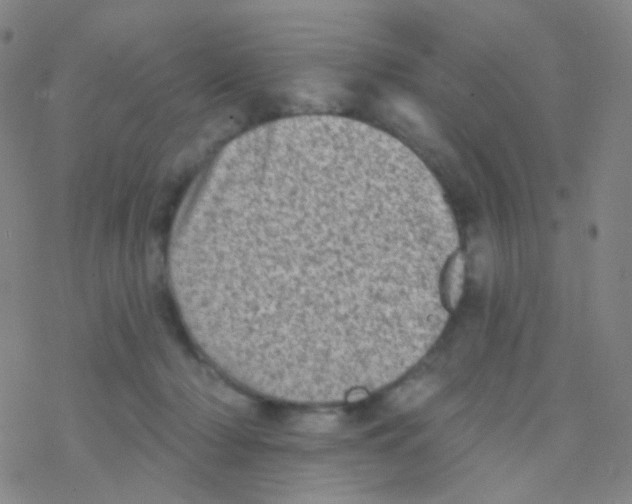 X0000076300318200610271921