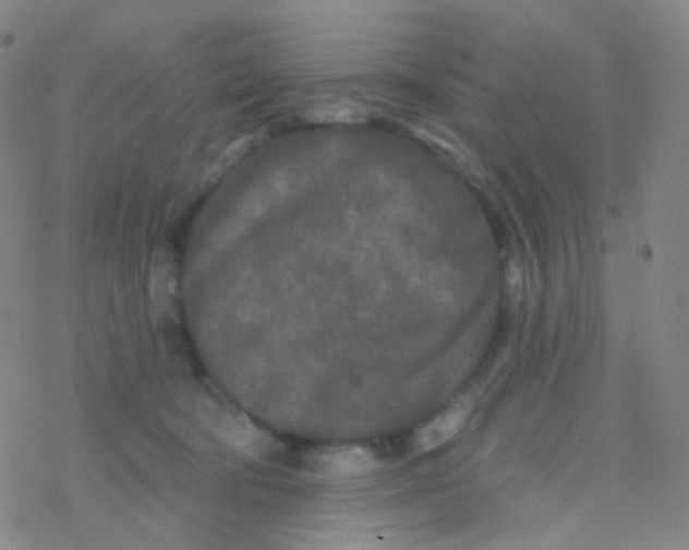 X0000076300322200610271921