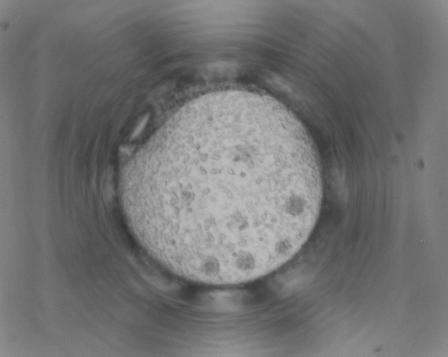 X0000076300323200610271921