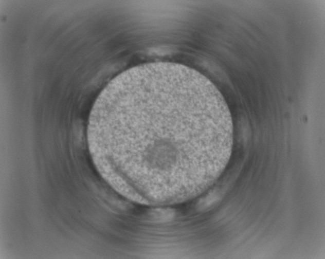 X0000076300328200610271920