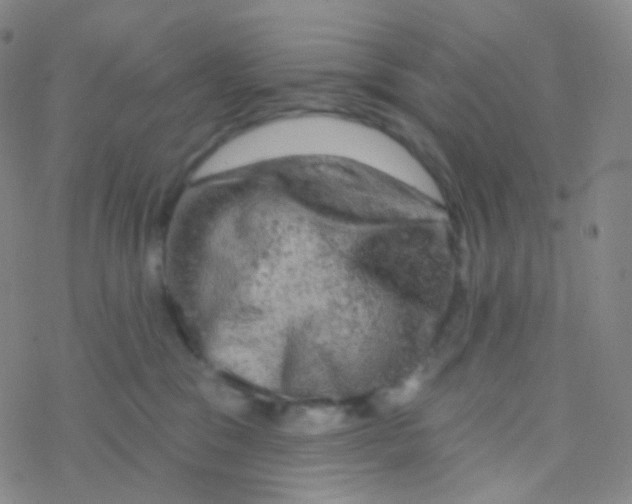 X0000076300329200610271920