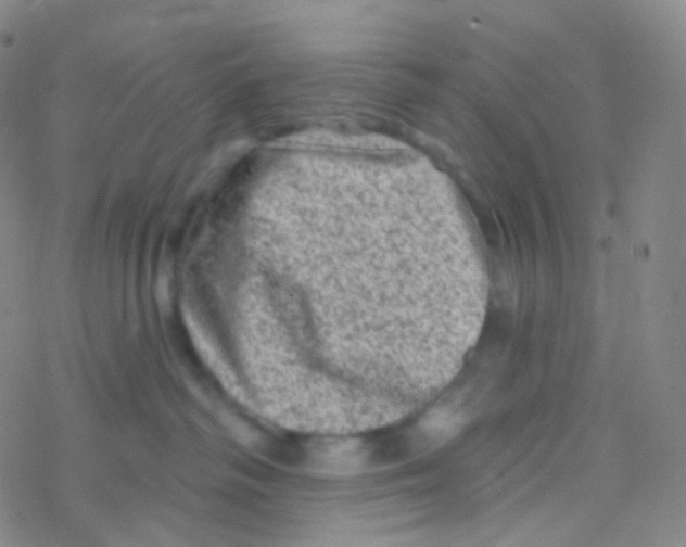 X0000076300334200610271920