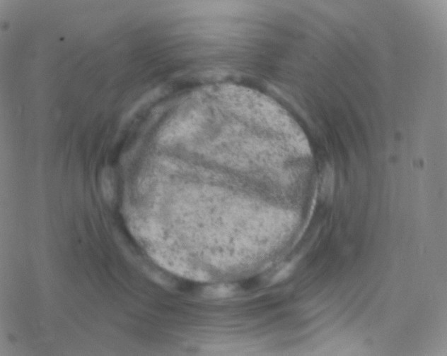 X0000076300335200610271920