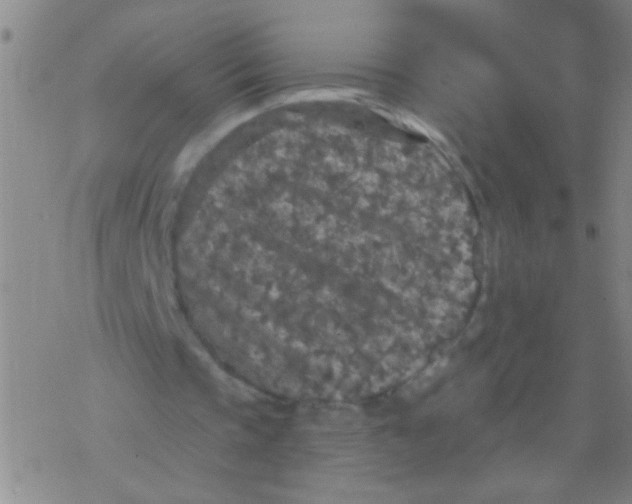 X0000076300337200610271920