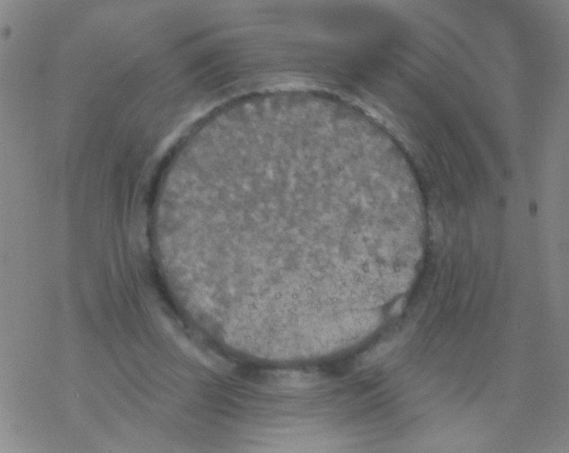 X0000076300347200610271920