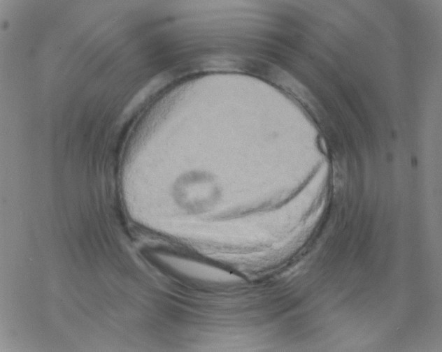 X0000076300349200610271920