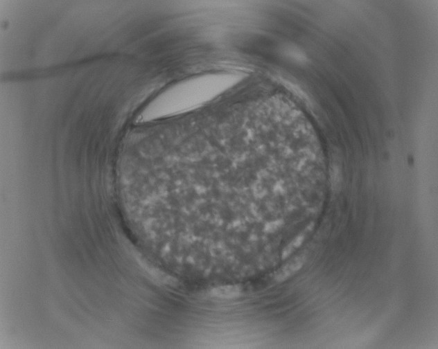 X0000076300353200610271920