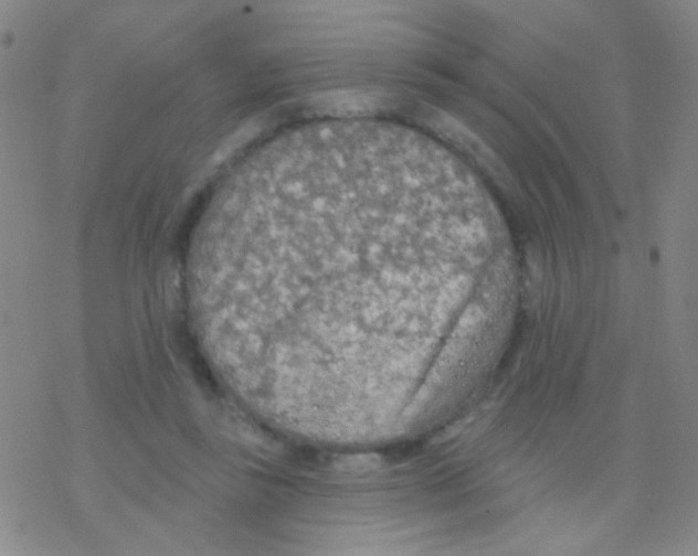 X0000076300355200610271920