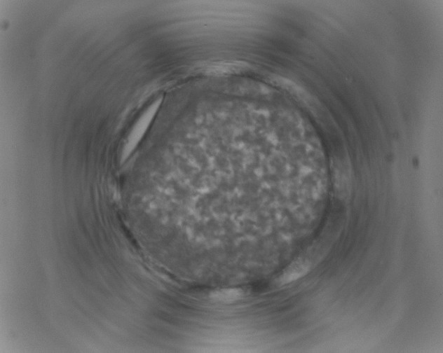 X0000076300357200610271920