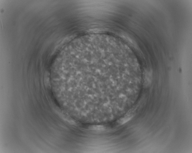 X0000076300361200610271920