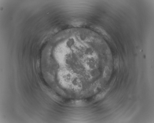 X0000076300365200610271920