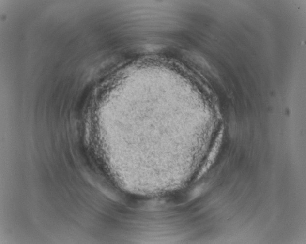 X0000076300366200610271920