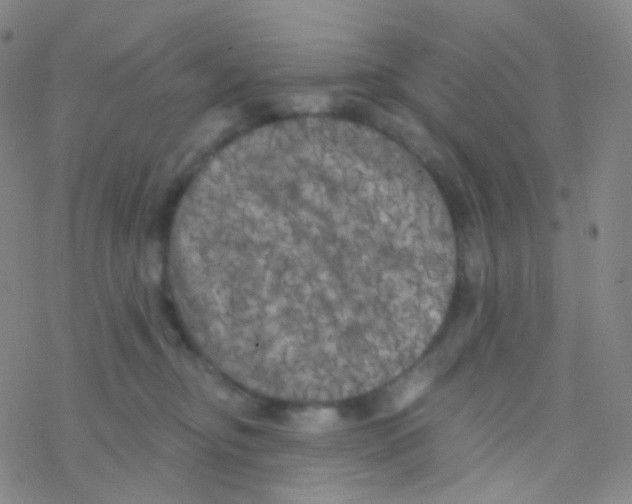 X0000076300374200610271920