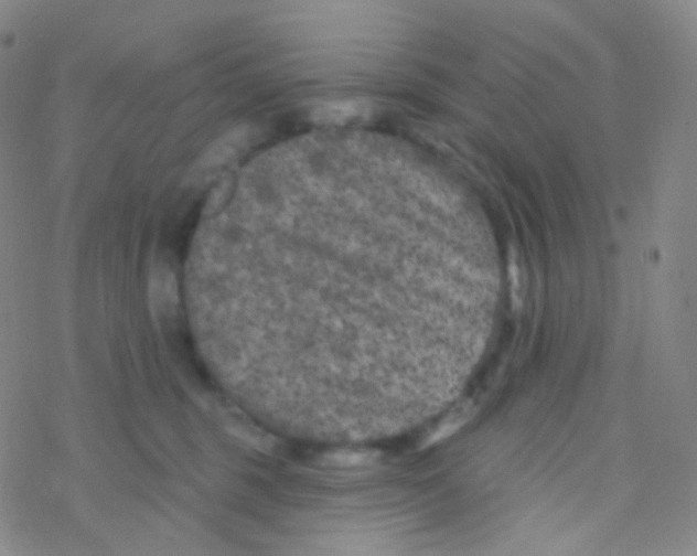 X0000076300375200610271920