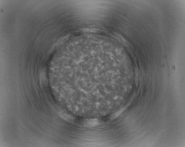 X0000076300377200610271920