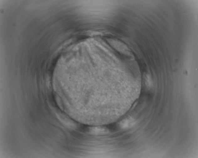 X0000076300380200610271920