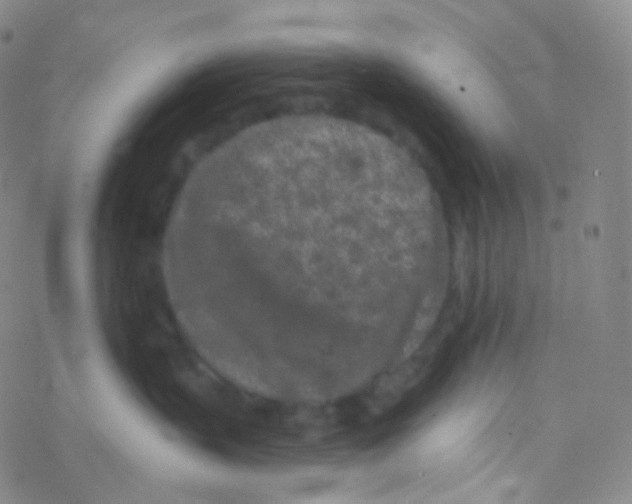 X0000076300383200610271920