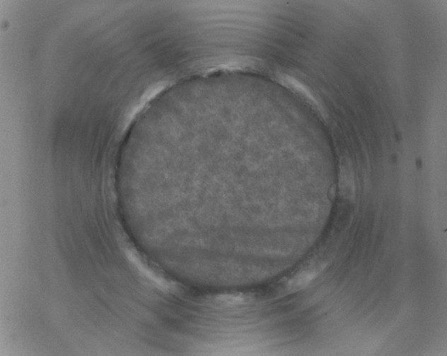 X0000076300394200610271919