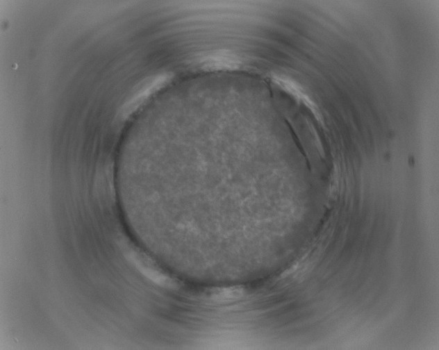 X0000076300398200610271919