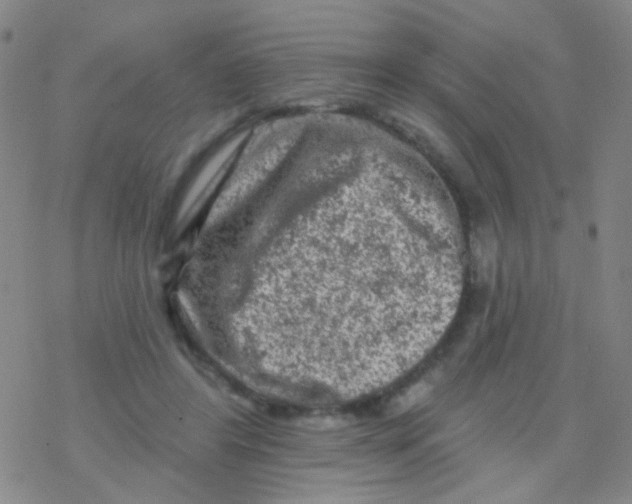 X0000076300404200610271919