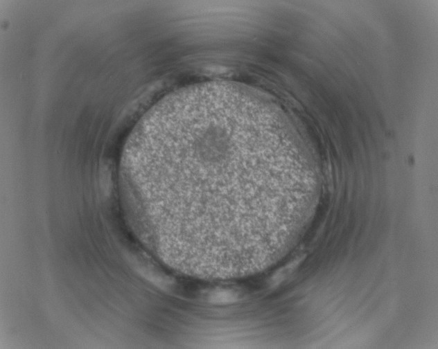 X0000076300412200610271919