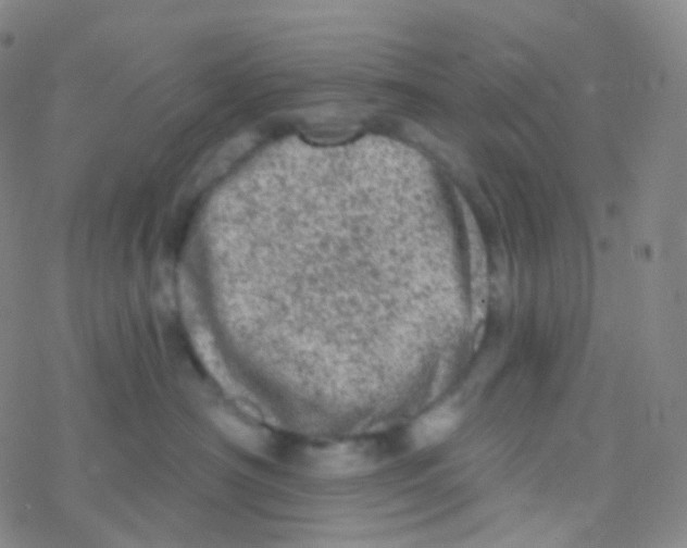 X0000076300430200610271919