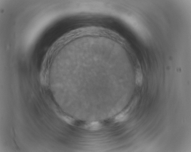 X0000076300431200610271919