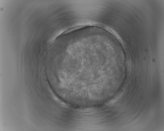 X0000076300433200610271918