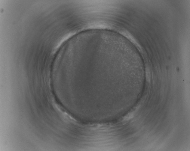 X0000076300434200610271918