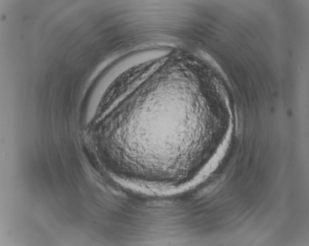 X0000076300435200610271918