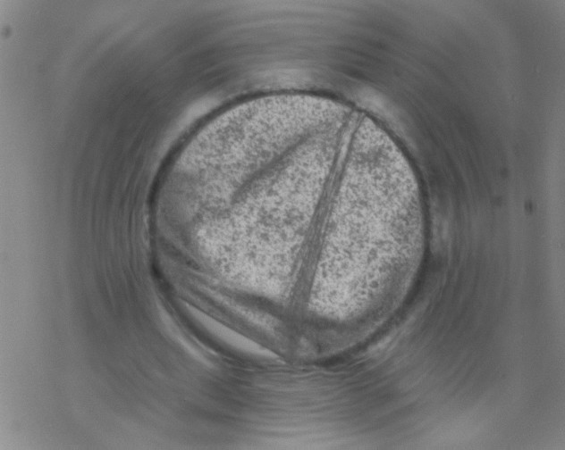 X0000076300439200610271918