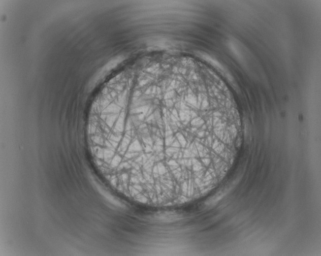 X0000076300445200610271918