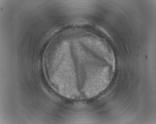 X0000076300451200610271918